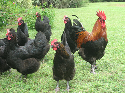 Black-Copper-Marans-photo-courtesy-of-Bev-Davis.jpg