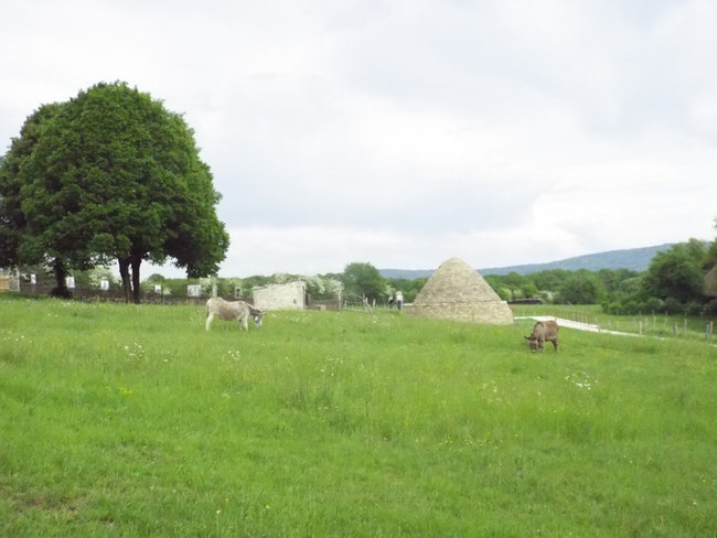 Une deux ânes dans un pré...