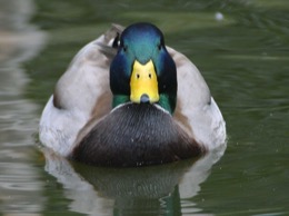 Avatar du membre