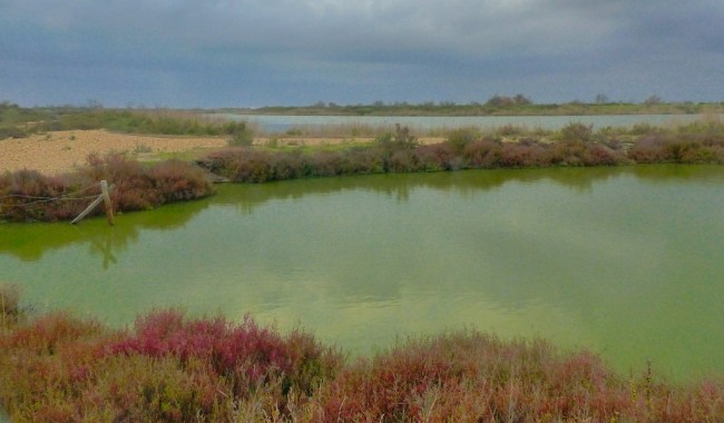 Etang.jpg
