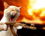 Chat fou - Déc 2014.gif